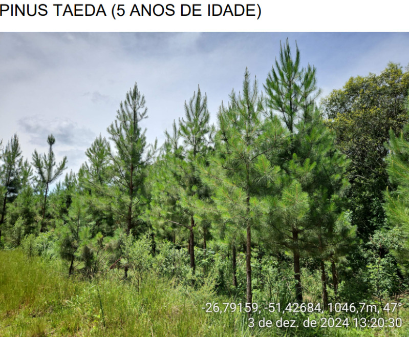 Foto 19 de 25: Area Rural em leilão em Macieira - SC — LOTE 001 PARTE DA FAZENDA SÃO NICOLAU (FLORESTAL 05)