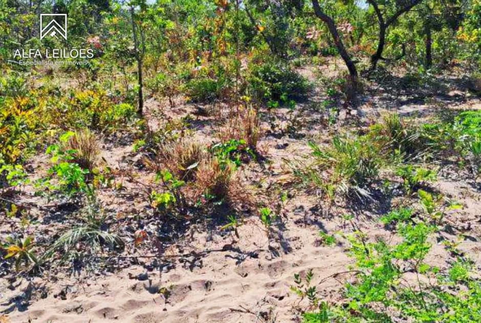 Foto 10 de 32: Area Rural em leilão em Ponte Alta Do Tocantins - TO — Leilão De Fazenda Em Ponte Alta Do Tocantins (to)