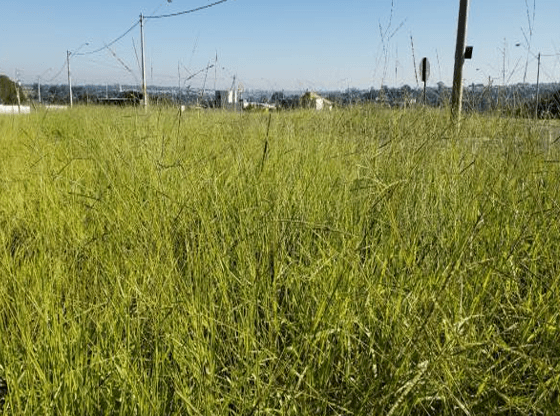 Foto 3 de 4: Terreno em leilão em São José Do Rio Preto - SP — LOTE 4: Terreno com 305,80m² (Lote 01) - Jardim Engenheiro Schmitt SÃO JOSÉ DO RIO PRETO SP