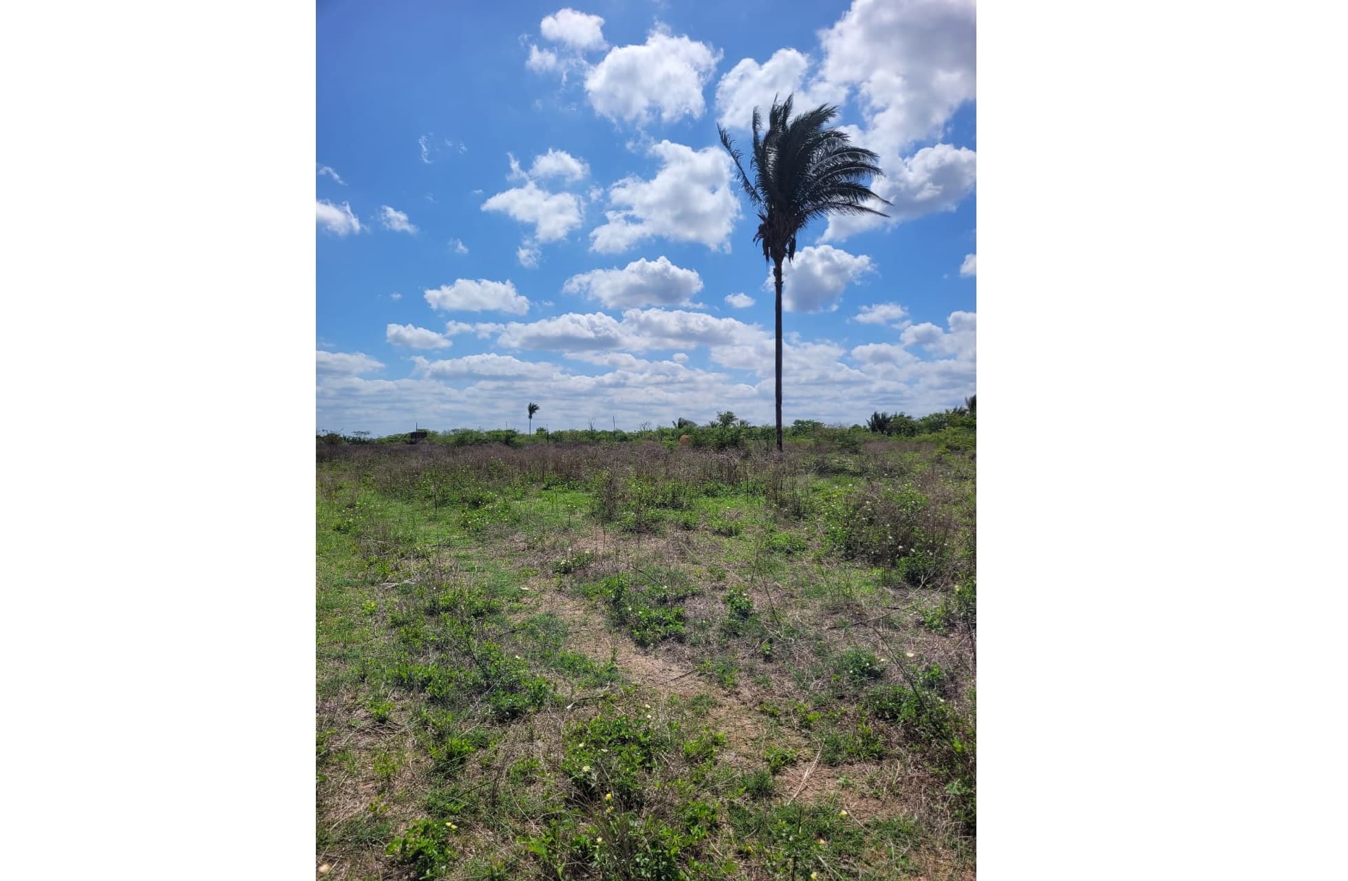 Foto 3 de 4: Area Rural em leilão em Teresina - PI — LOTE 4: Área Rural com 20 ha - Gurupá