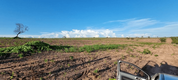 Foto 8 de 8: Area Rural em leilão em Paranatinga - MT, bairro Rio Azul — LOTE 1: Fazenda Paranatinga com 3.149ha PARANATINGA MT