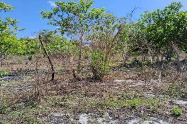 Foto 2 de 2: Terreno em leilão em Pacajus - CE — LOTE 15: Terreno com 15.345,00 m² - Curimatã PACAJUS CE