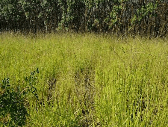 Foto 2 de 4: Terreno em leilão em São José Do Rio Preto - SP — LOTE 4: Terreno com 305,80m² (Lote 01) - Jardim Engenheiro Schmitt SÃO JOSÉ DO RIO PRETO SP