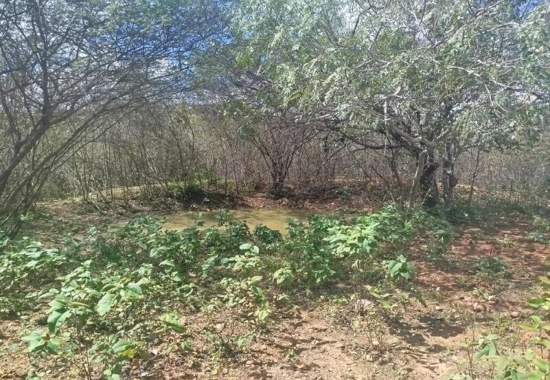 Foto 2 de 4: Area Rural em leilão em Santa Terezinha - PE, bairro Povoado do Tigre — IMÓVEIS RURAIS — LOTE Nº 01