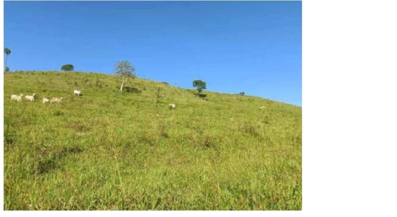 Foto 2 de 9: Area Rural em leilão em Saltinho - SC — LOTE 001 [9.856] LOTE RURAL DE 17,5 HECTARES EM SALTINHO/SC