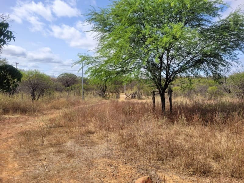 Foto 1 de 10: Area Rural em leilão em Massapê Do Piauí - PI — LOTE 001-1 UMA ÁREA DE TERRA, MEDINDO 31.00.00ha