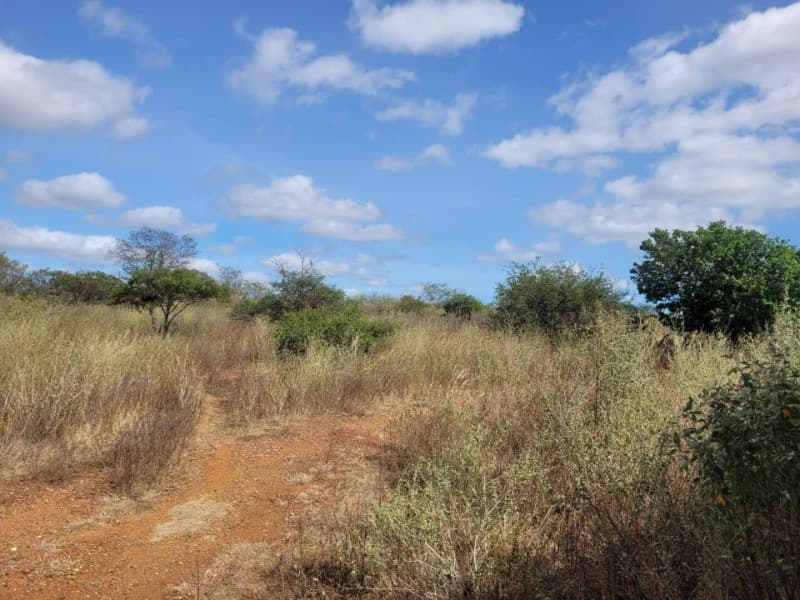 Foto 10 de 10: Area Rural em leilão em Massapê Do Piauí - PI — LOTE 001-1 UMA ÁREA DE TERRA, MEDINDO 31.00.00ha