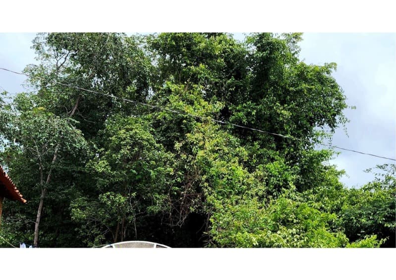 Foto 3 de 12: Terreno em leilão em Nossa Senhora De Nazaré - PI — LOTE 001 TERRENO COM 7.550M2