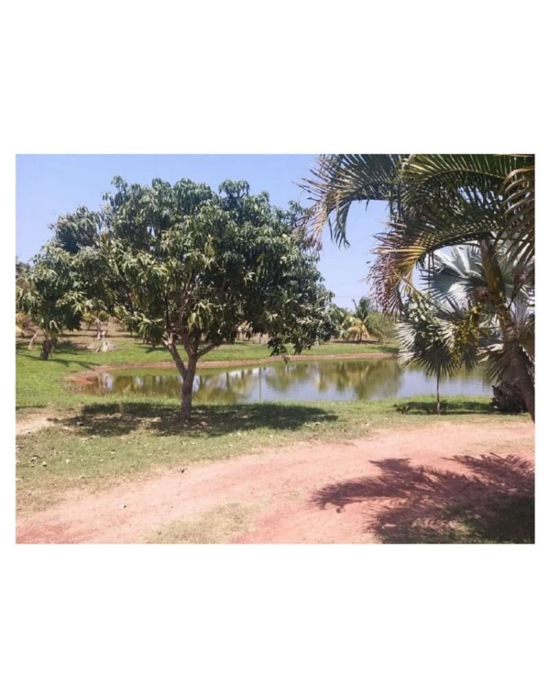 Foto 4 de 10: Area Rural em leilão em Olho D'água Das Cunhãs - MA — LOTE 001 IMOVEL COM ARERA DE 41 HECTARES - DENOMINADA FAZENDA DOIS IRMÃO