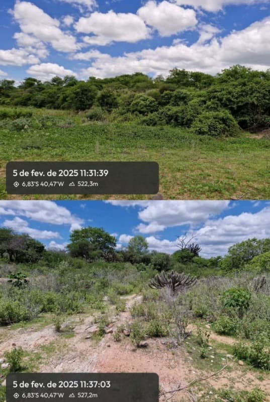 Foto 10 de 13: Area Rural em leilão em Pio Ix - PI — LOTE 001 54HA DE TERRAS