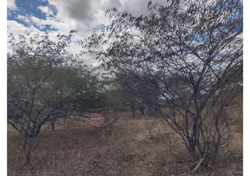 Foto 17 de 19: Area Rural em leilão em Campo Grande Do Piauí - PI — LOTE 001 15 HA DE TERRAS