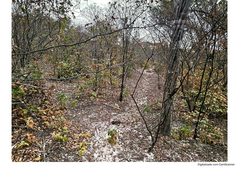 Foto 1 de 4: Terreno em leilão em Itainópolis - PI — LOTE 001 50HA DE TERRAS