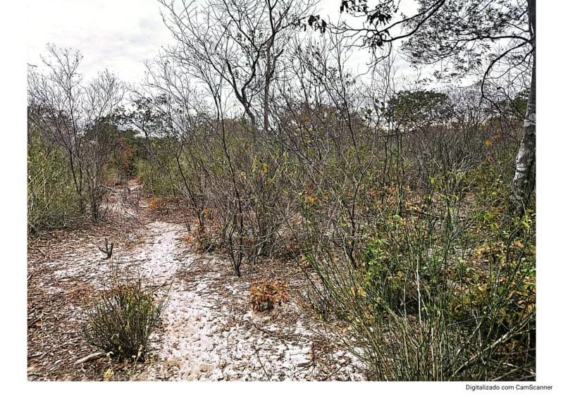Foto 2 de 4: Terreno em leilão em Itainópolis - PI — LOTE 001 50HA DE TERRAS