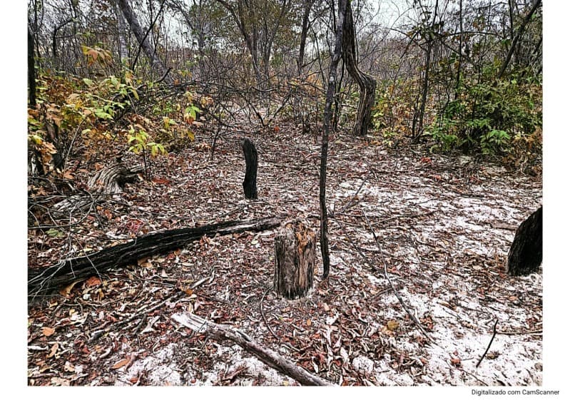 Foto 3 de 4: Terreno em leilão em Itainópolis - PI — LOTE 001 50HA DE TERRAS