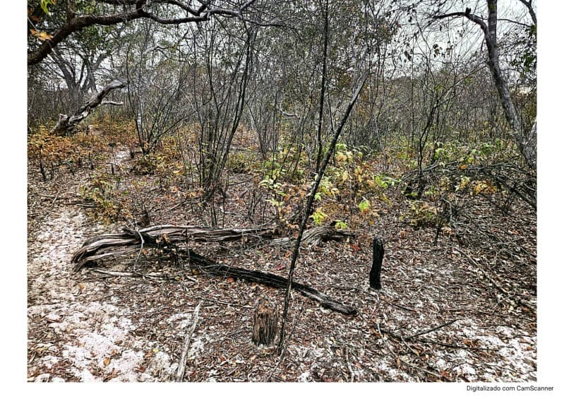 Foto 4 de 4: Terreno em leilão em Itainópolis - PI — LOTE 001 50HA DE TERRAS