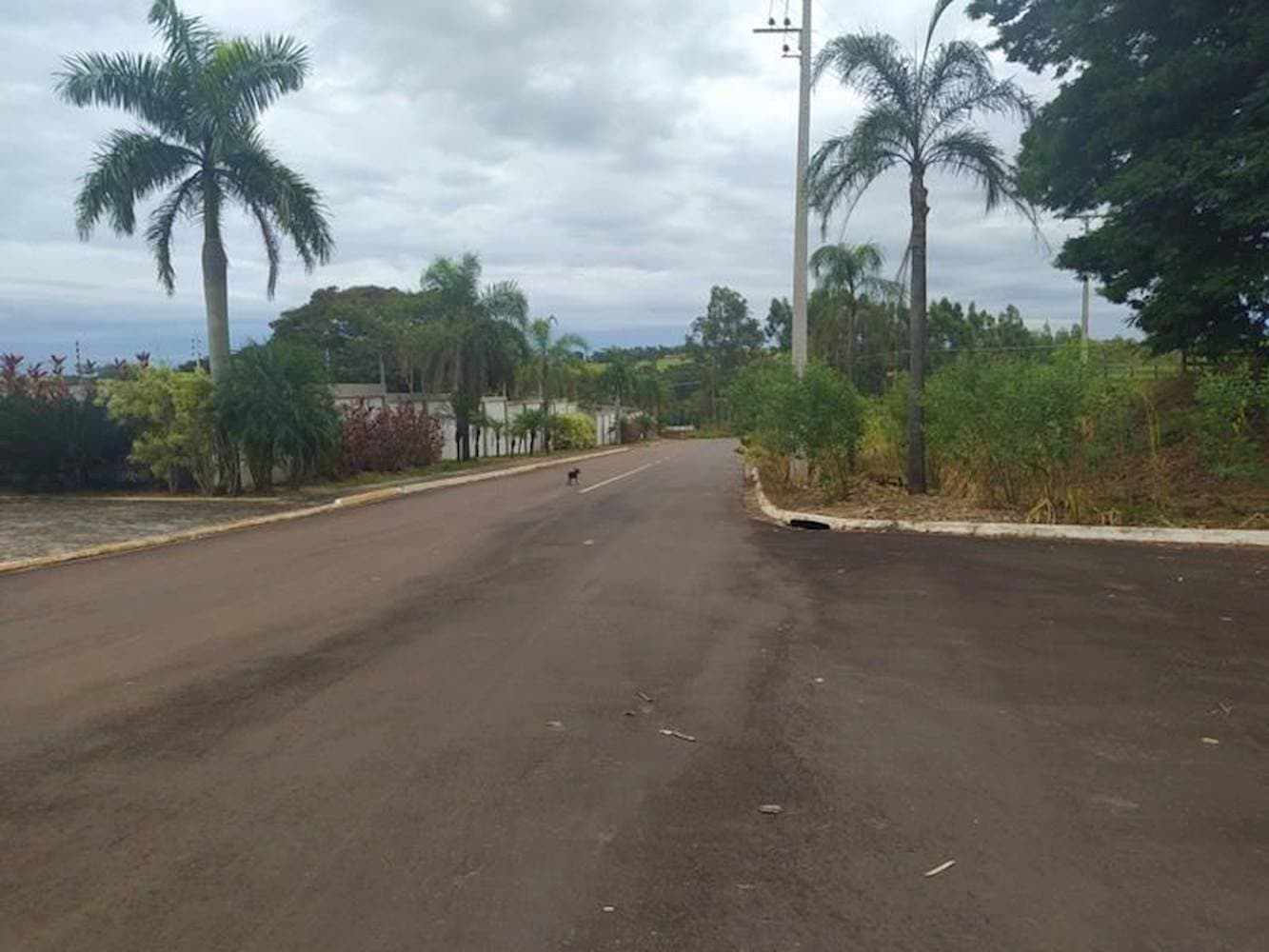 Foto 4 de 15: Terreno em leilão em Pérola - PR — Terreno em Pérola - Pérola/PR