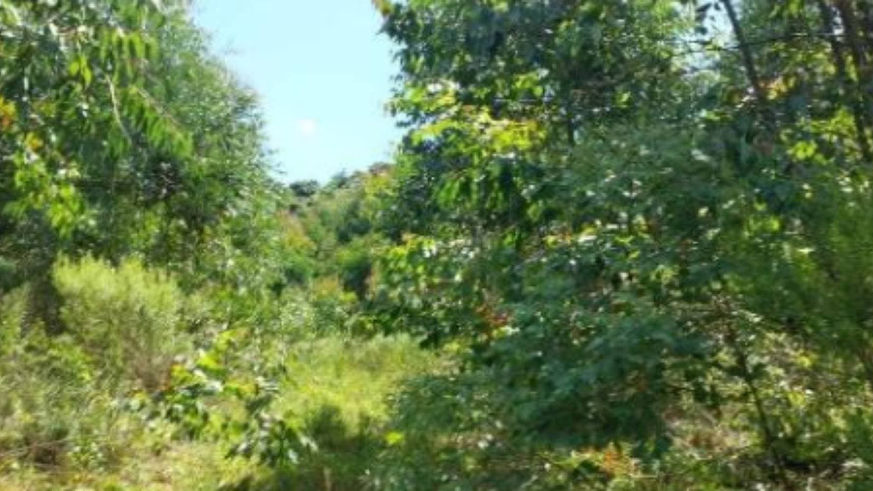 Foto 1 de 7: Terreno em leilão em Vila Maria - RS — Terreno na Zona Rural - Vila Maria/RS