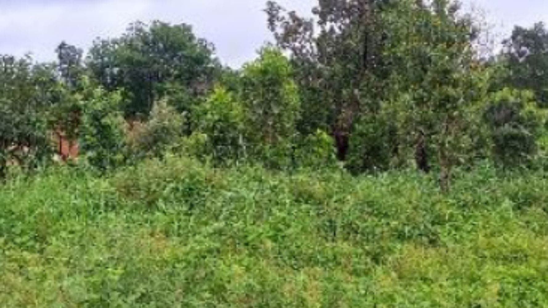 Foto 2 de 8: Terreno em leilão em Paraíso Do Tocantins - TO, bairro Jardim das Acácias — 06 Terrenos no Jardim das Acácias em Paraíso de Tocantins/TO