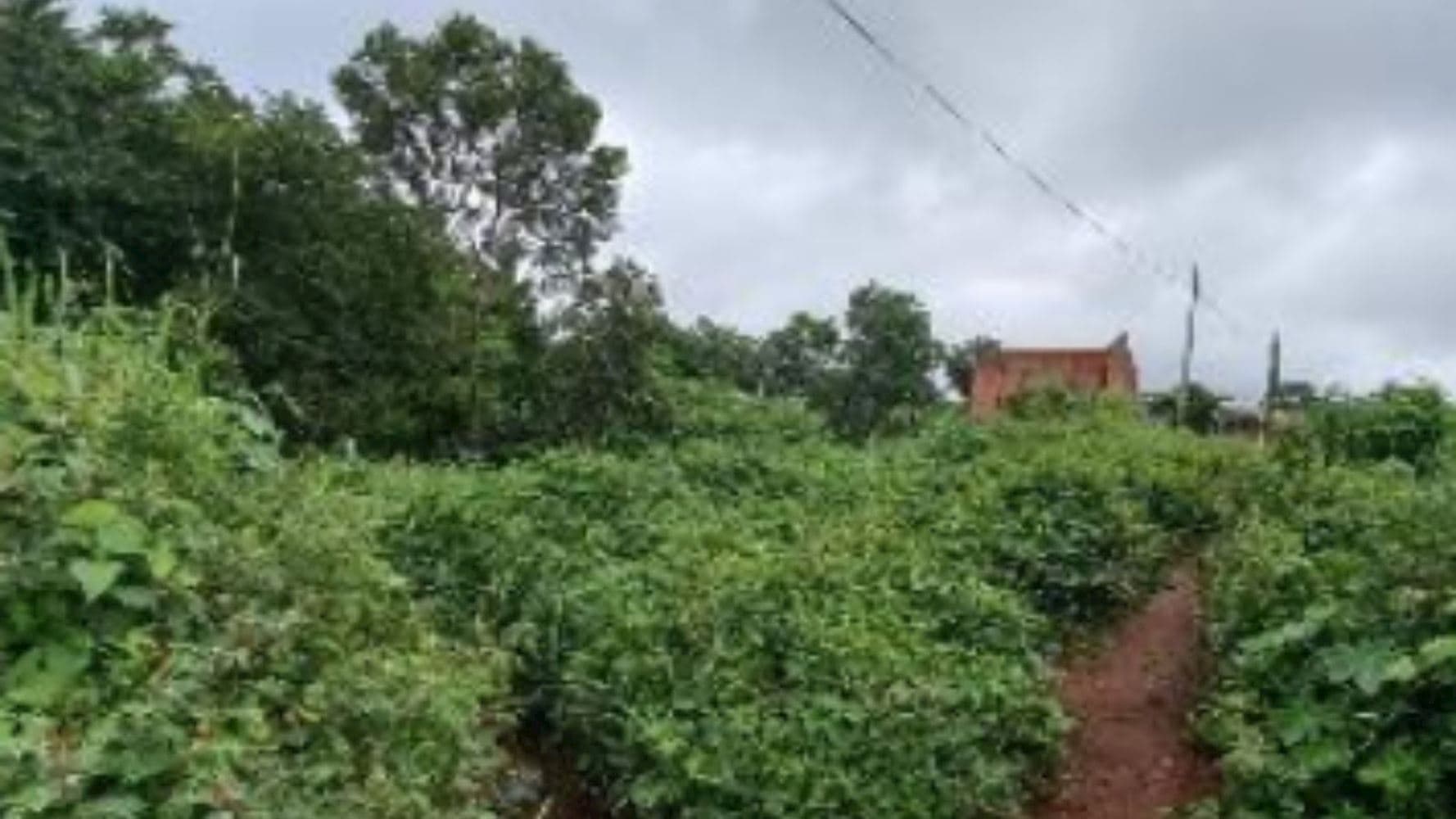 Foto 4 de 8: Terreno em leilão em Paraíso Do Tocantins - TO, bairro Jardim das Acácias — 06 Terrenos no Jardim das Acácias em Paraíso de Tocantins/TO