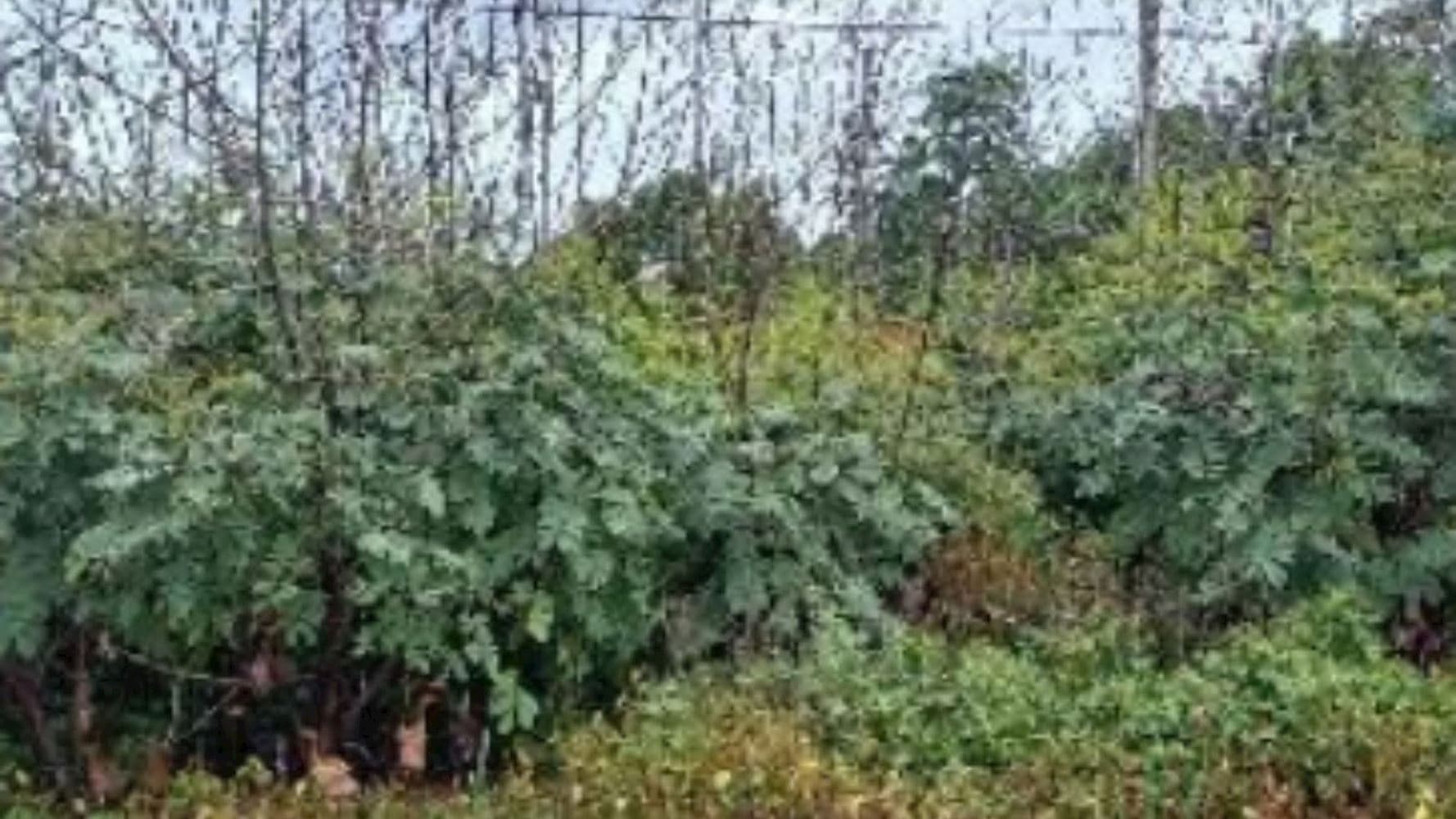 Foto 5 de 8: Terreno em leilão em Paraíso Do Tocantins - TO, bairro Jardim das Acácias — 06 Terrenos no Jardim das Acácias em Paraíso de Tocantins/TO