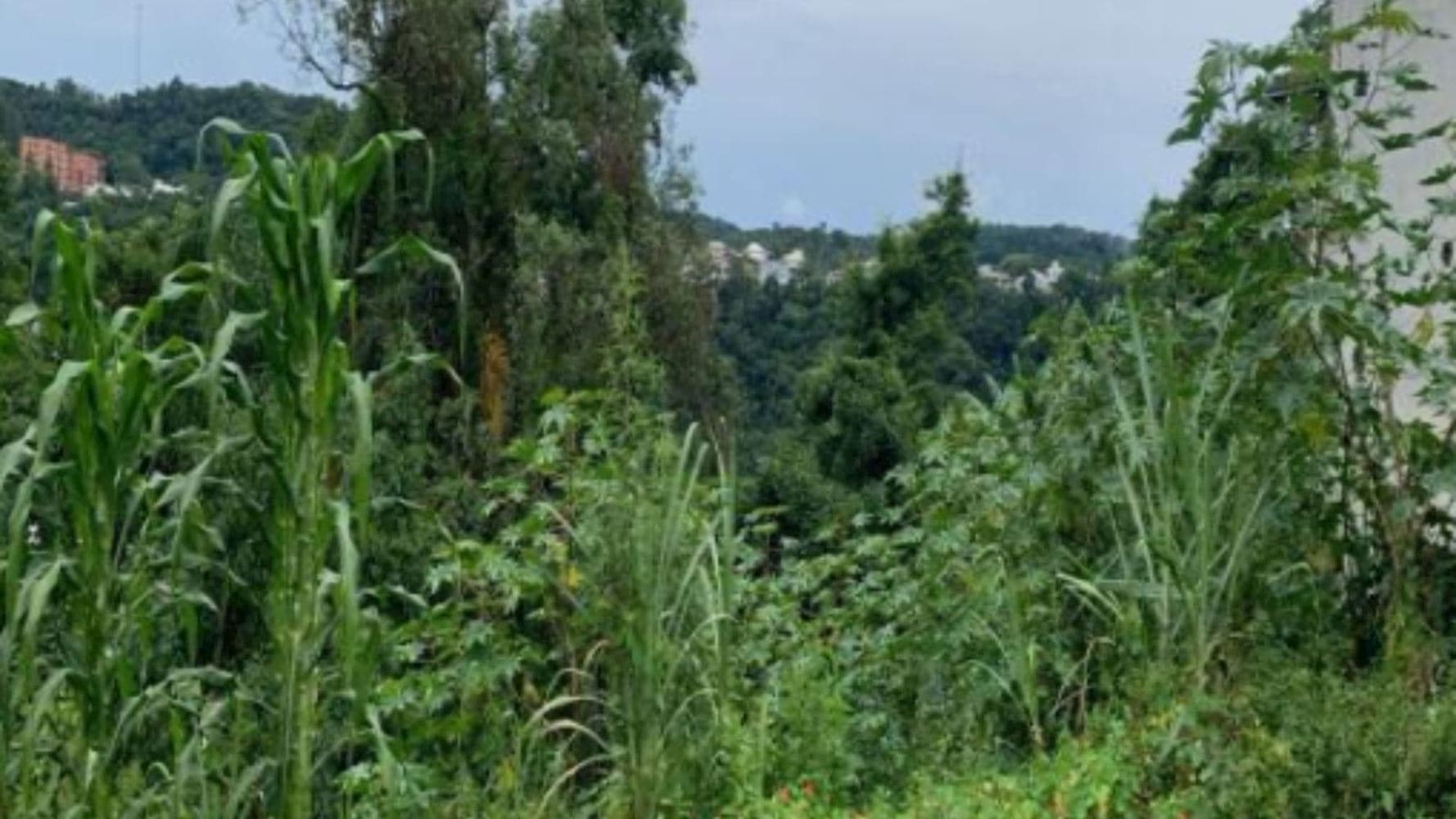 Foto 5 de 6: Terreno em leilão em Joaçaba - SC, bairro Flor da Serra — Terreno no Bairro Flor da Serra em Joaçaba/SC