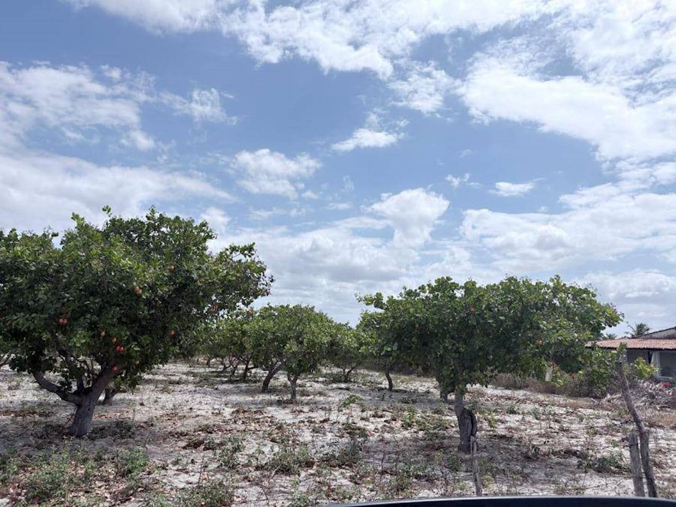 Foto 3 de 3: Terreno em leilão em Pacajus - CE, bairro Tiririca — Terreno - Tiririca - Pacajus/CE