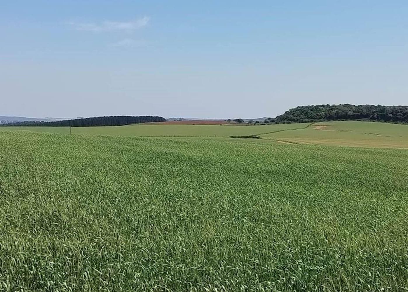 Foto 2 de 3: Terreno em leilão em Maçambará - RS — Lote, Rural, 0 vaga(s) de garagem