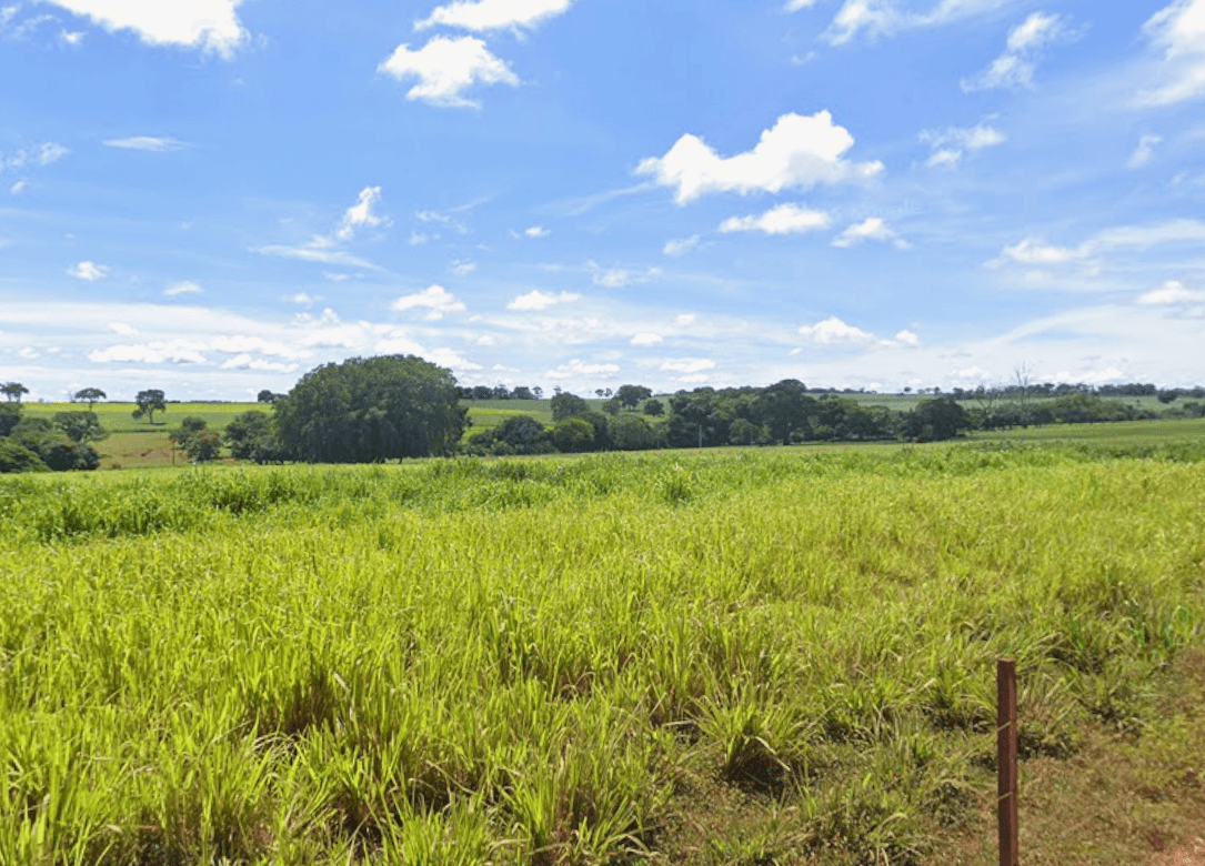 Foto 4 de 4: Area Rural em leilão em Riolândia - SP — Fazenda, 50,88 Hectares, Fazenda Compasso, Rodovia SP 332, Riolândia/SP