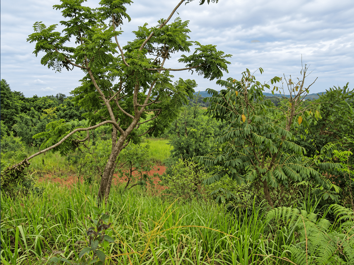 Foto 1 de 3: Terreno em leilão em Cabreúva - SP, bairro Pinhal — Terreno,12.660,00m², Jd. Portal da Colina, Cabreúva/SP