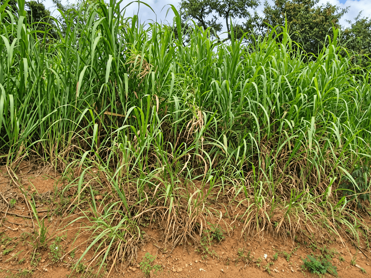 Foto 2 de 3: Terreno em leilão em Cabreúva - SP, bairro Pinhal — Terreno,12.660,00m², Jd. Portal da Colina, Cabreúva/SP