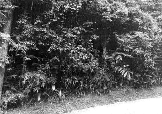 Foto 2 de 3: Terreno em leilão em Guarujá - SP — Lote de Terreno, Sítio São Pedro, 516m², Guarujá/SP