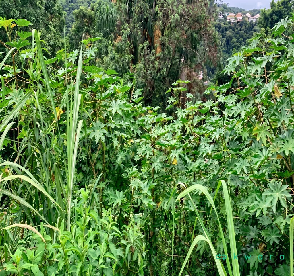 Foto 1 de 10: Terreno em leilão em Itapetininga - SP, bairro Jardim Fogaça — Terreno de 270,00 m² no Jardim Fogaça, Itapetininga / SP