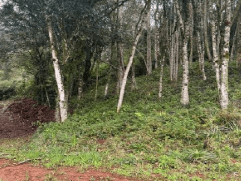 Foto 9 de 12: Terreno em leilão em Gramado - RS — Lote, Misto, Várzea Grande