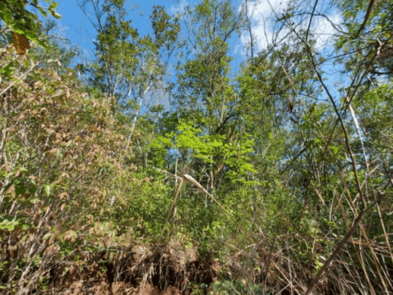 Foto 4 de 5: Terreno em leilão em Três Coroas - RS — Lote, Rural, Interior