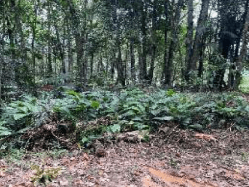 Foto 2 de 7: Area Rural em leilão em Blumenau - SC, bairro Progresso — Lote, Rural, Progresso
