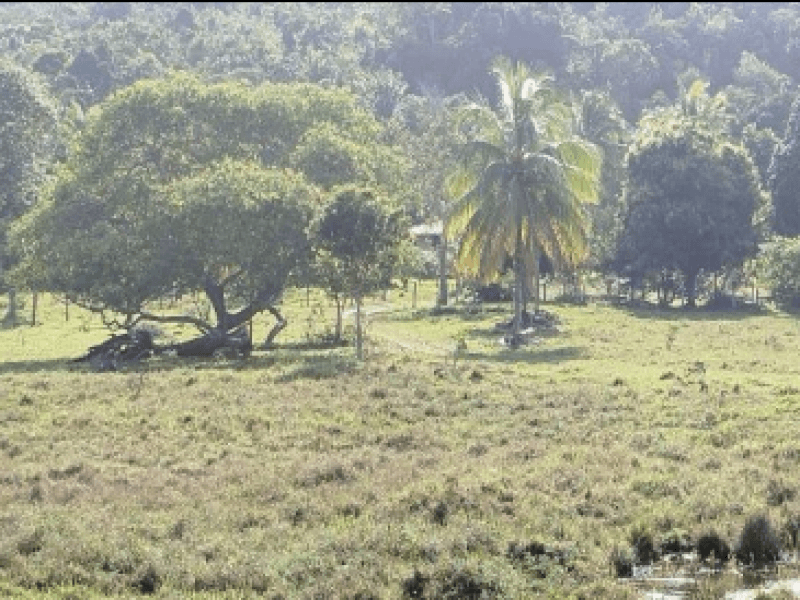 Foto 4 de 7: Area Rural em leilão em Jaguaripe - BA — Lote, Rural, Zona Rural/urbana Do Município De Jaguaripe