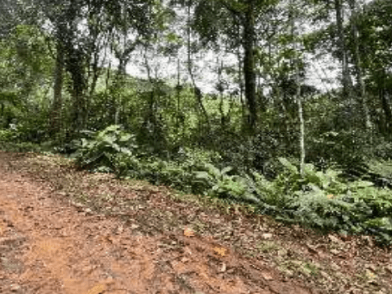 Foto 7 de 7: Area Rural em leilão em Blumenau - SC, bairro Progresso — Lote, Rural, Progresso