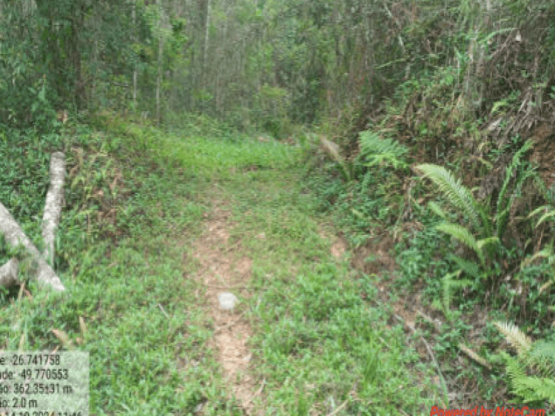 Foto 2 de 4: Area Rural em leilão em Itaiópolis - SC, bairro Itaió — Lote, Rural, Itaió