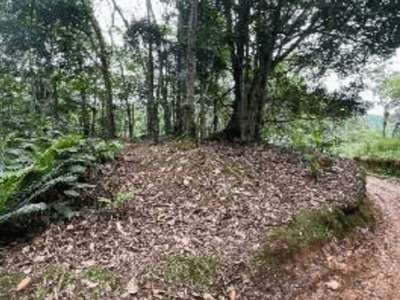 Foto 4 de 7: Area Rural em leilão em Blumenau - SC, bairro Progresso — Lote, Rural, Progresso