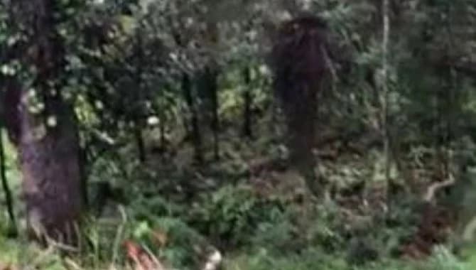Terreno em leilão em Campos Do Jordão - SP — Área com 3.750 m² - Jardim das Pérolas - Campos do Jordão - SP