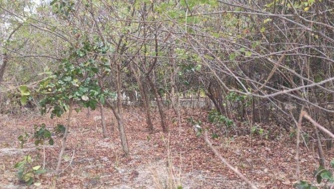 Foto 21 de 30: Terreno em leilão em Caucaia - CE — Área com 7 ha - Centro - Caucaia - CE