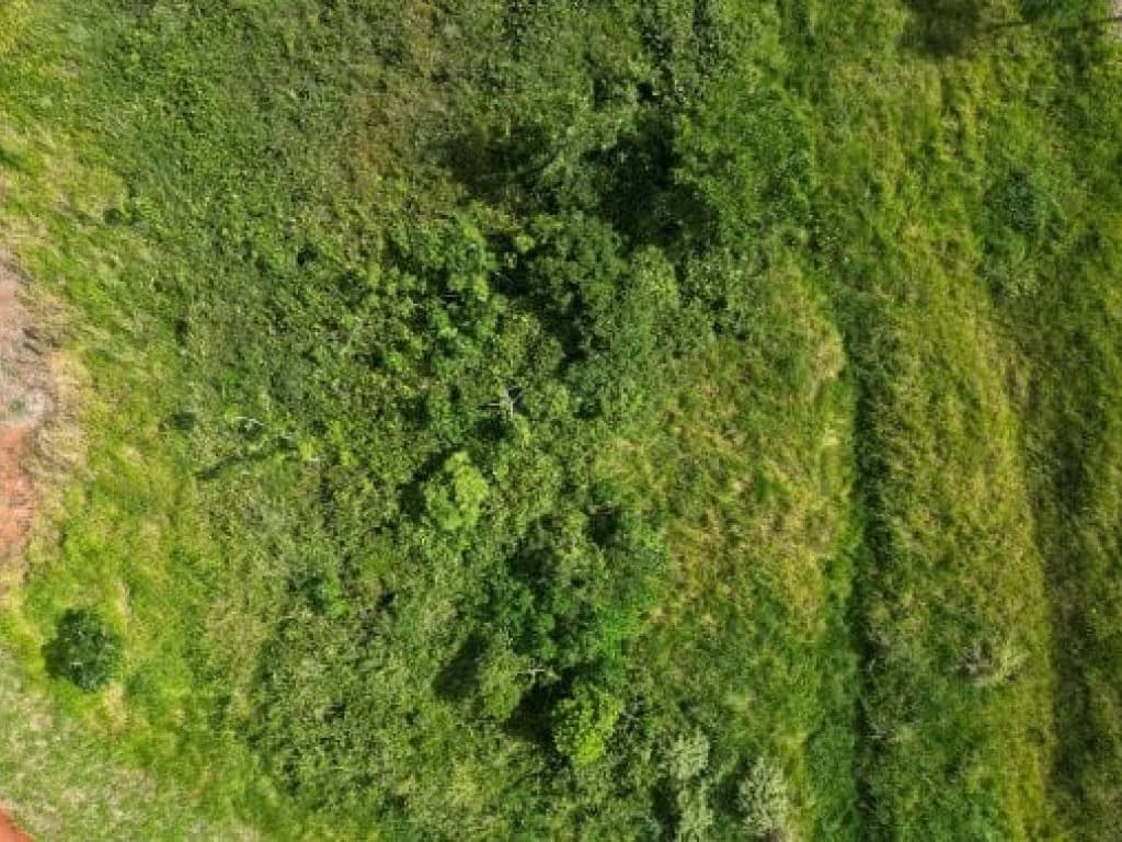 Foto 7 de 12: Area Rural em leilão em Capim - PB — Gleba de Terras com 1.795 ha - Capim - PB