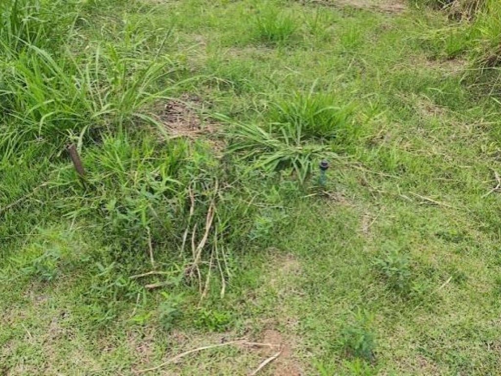 Foto 3 de 6: Terreno em leilão em Itatiba - SP — Terreno 284 m² - Loteamento Jardim das Paineiras - Itatiba - SP