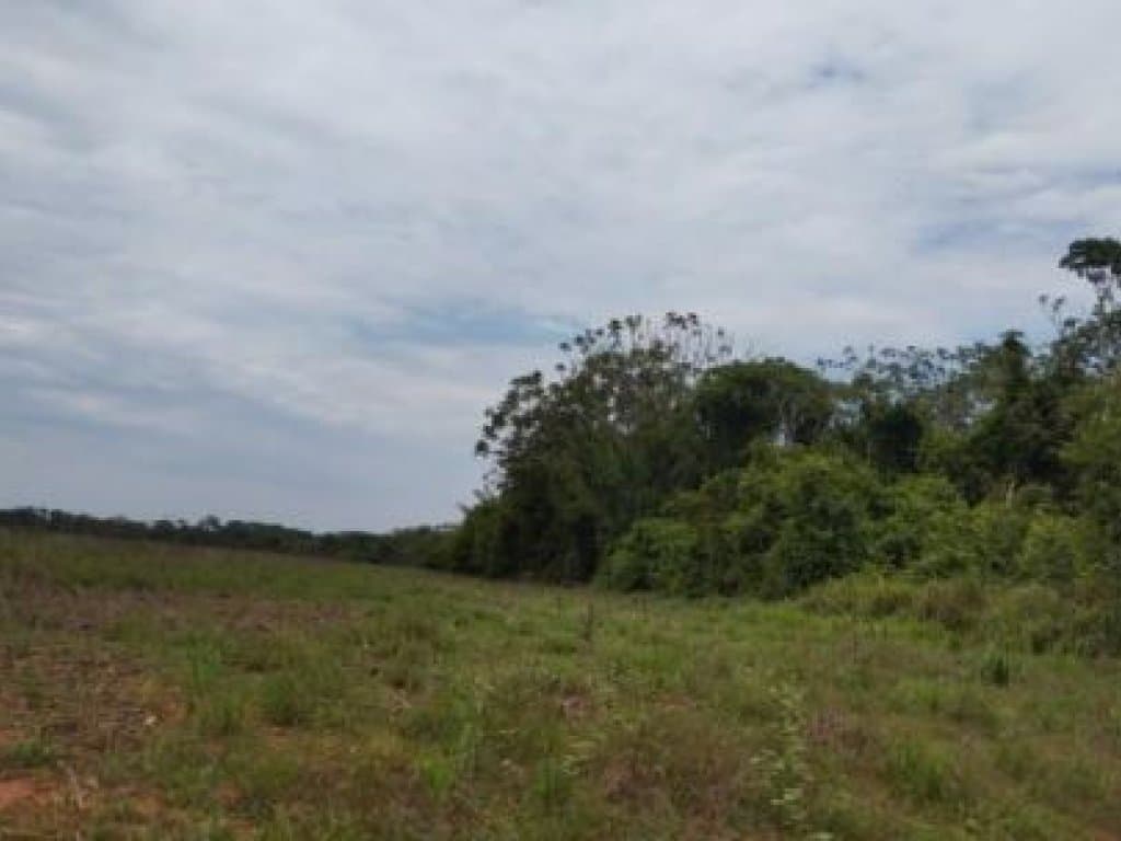 Foto 7 de 11: Area Rural em leilão em Tapurah - MT — Imóvel Rural com 400 ha (Fazenda Três Irmãos - Parte 06) - Tapurah - MT
