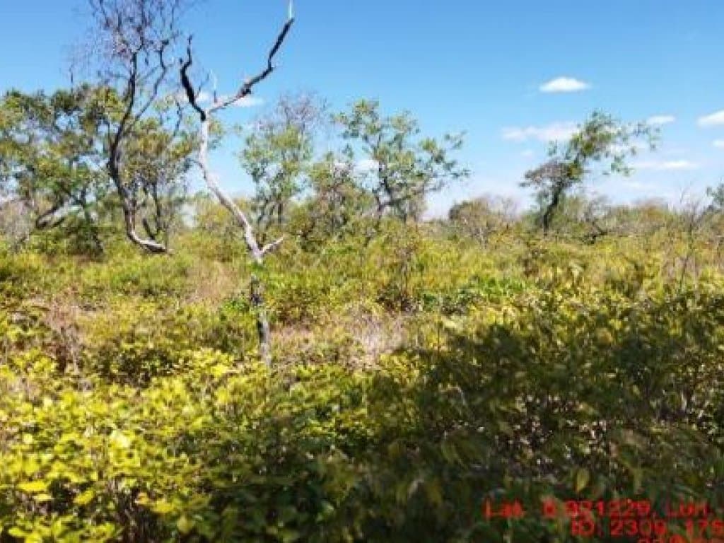 Foto 2 de 2: Area Rural em leilão em São Pedro Dos Crentes - MA, bairro Zona Rural — Área Rural 49 ha - São Pedro do Crentes-MA - Fazenda Cabeceirinha II - Zona Rural