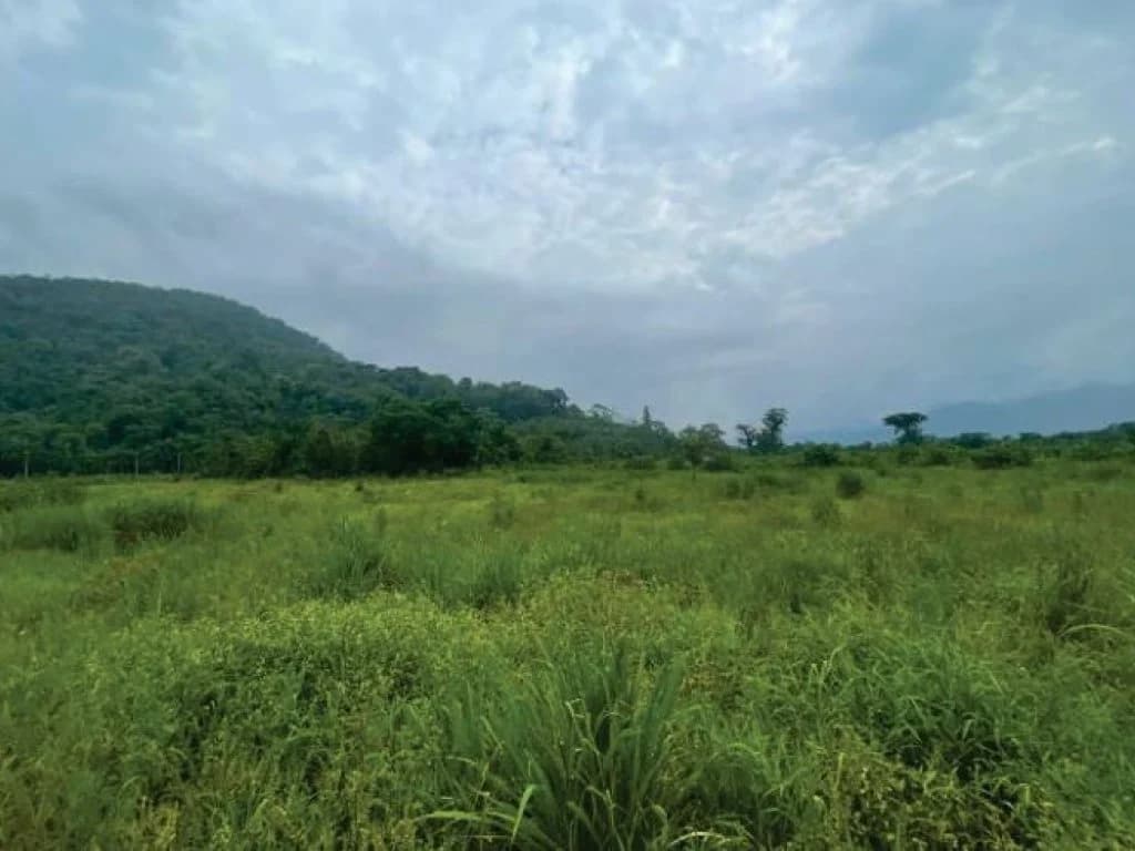 Foto 21 de 21: Area Rural em leilão em Guaratuba - PR — Área Rural com 28 ha - Guaratuba - PR