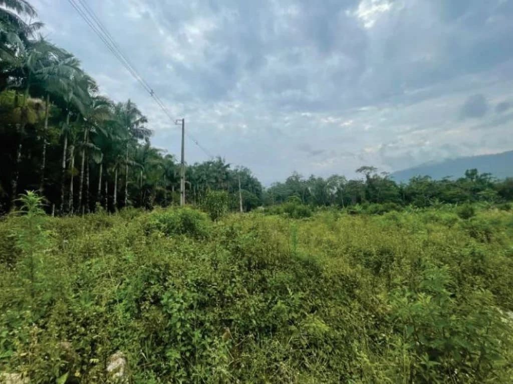 Foto 19 de 21: Area Rural em leilão em Guaratuba - PR — Área Rural com 28 ha - Guaratuba - PR