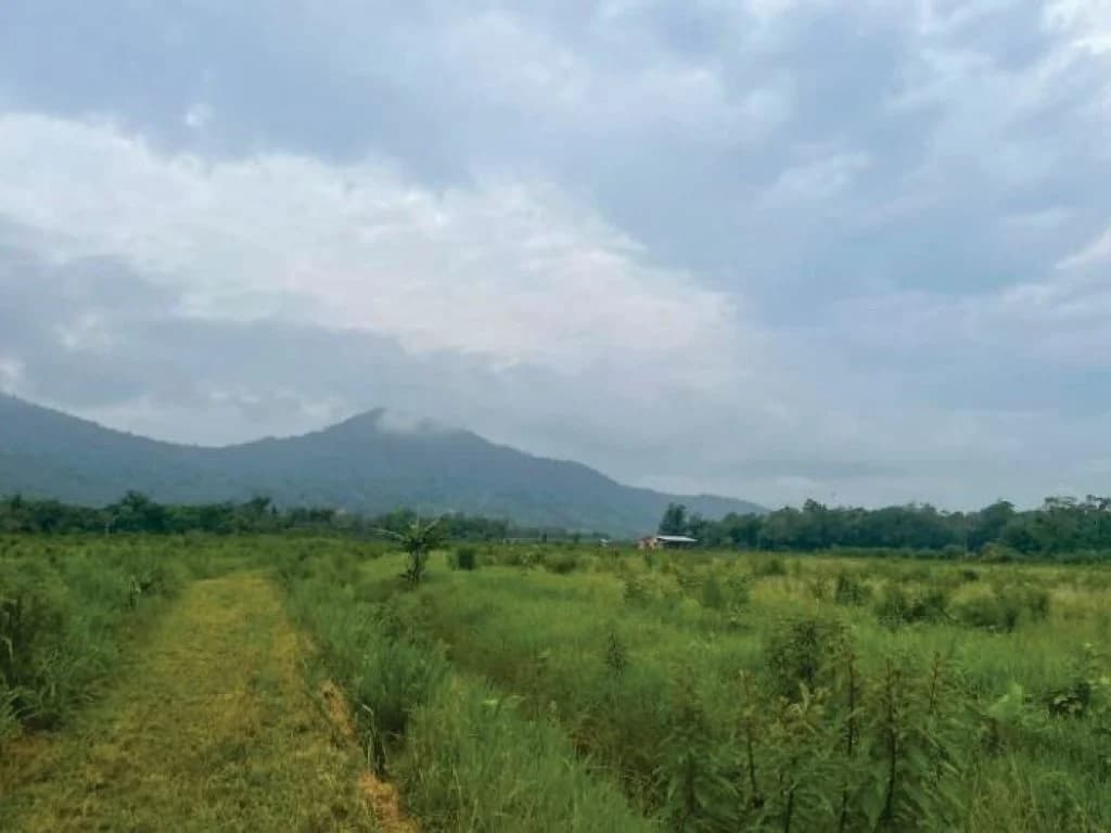 Foto 11 de 21: Area Rural em leilão em Guaratuba - PR — Área Rural com 28 ha - Guaratuba - PR
