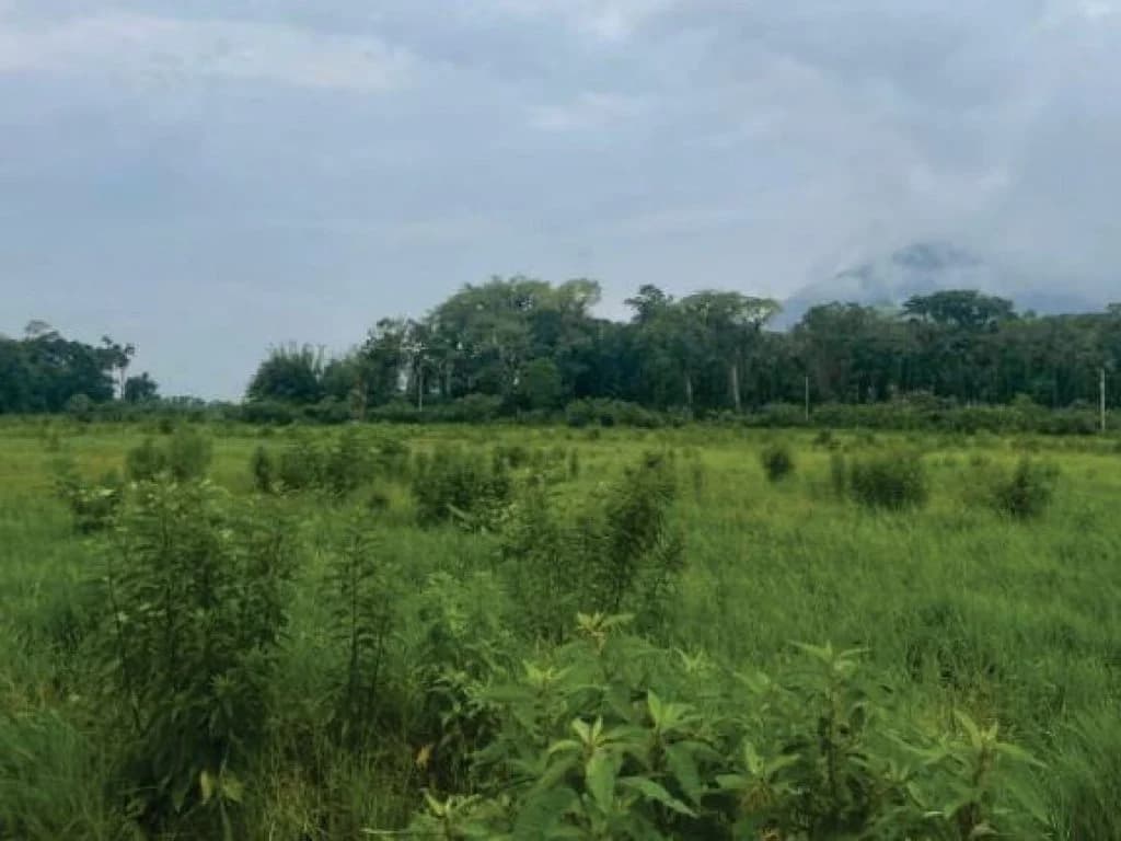 Foto 14 de 21: Area Rural em leilão em Guaratuba - PR — Área Rural com 28 ha - Guaratuba - PR