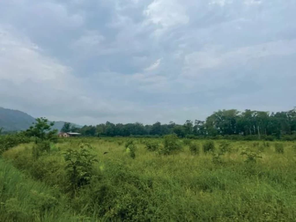 Foto 10 de 21: Area Rural em leilão em Guaratuba - PR — Área Rural com 28 ha - Guaratuba - PR